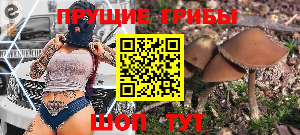 где продают   Вход с VPN  Кунгур  Галлюциногенные грибы Cubensis  Псилоцибиновые грибы Cubensis 